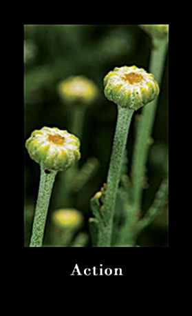 ActionFlower10-2_21-CMYKLarge_-10-10-2021web.jpg