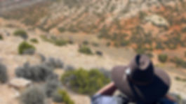 Wild mustang opservation