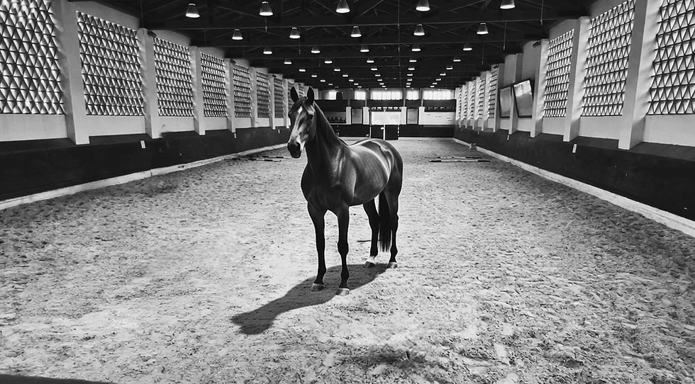 horse in arena