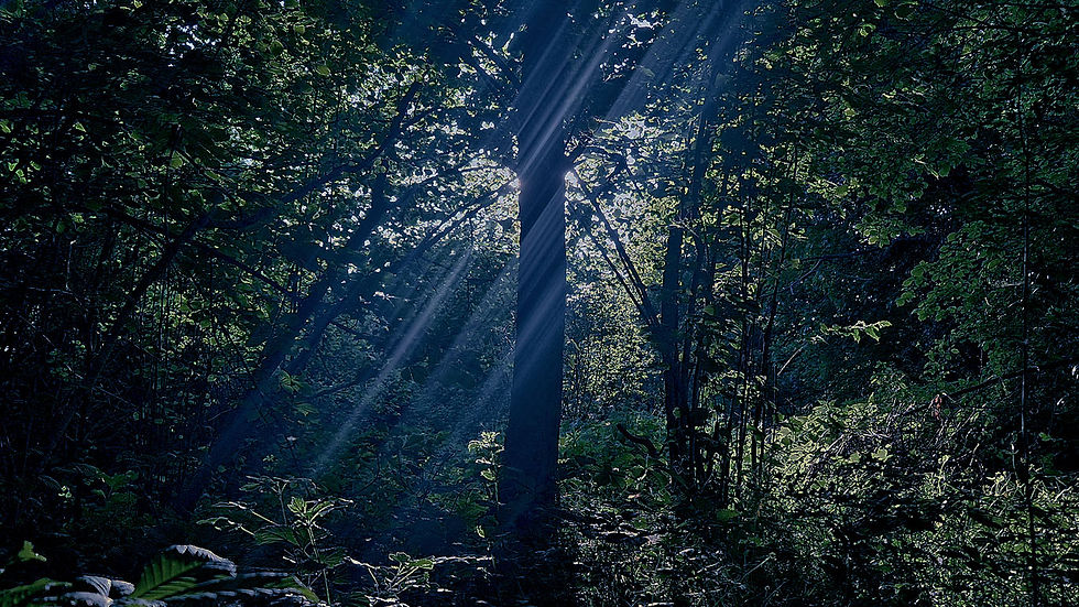 foret.jpg
