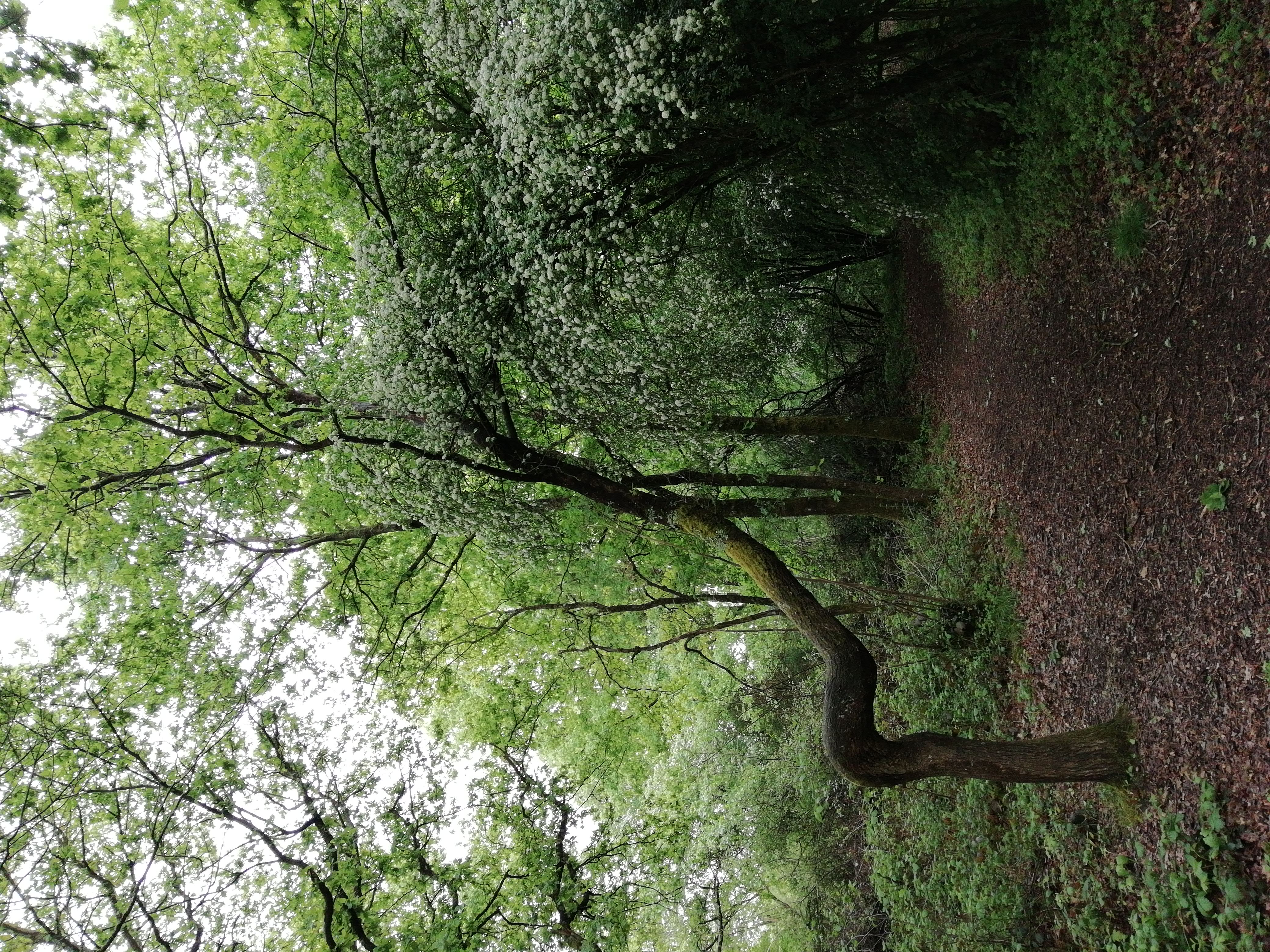 BenTTree