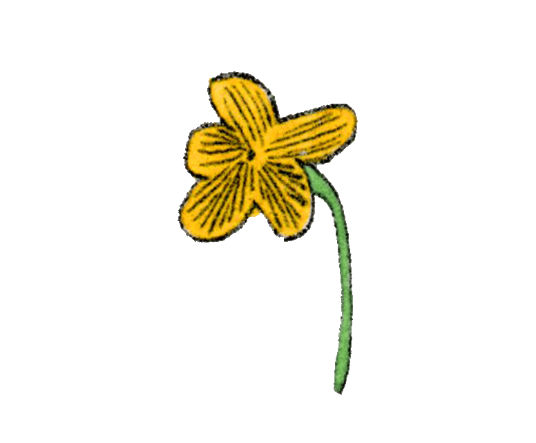 Yellow Flower