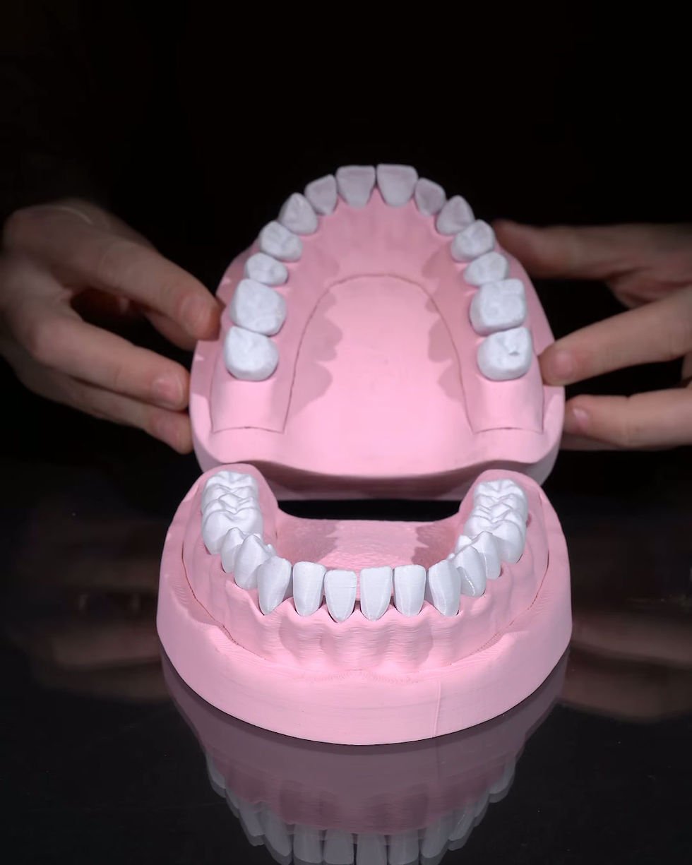 Miniatura: Modelo Anatomico - Arcada Dentaria