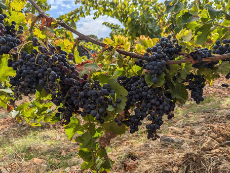 Le Grenache : L'Âme Généreuse des Vins du Sud — Guide Complet