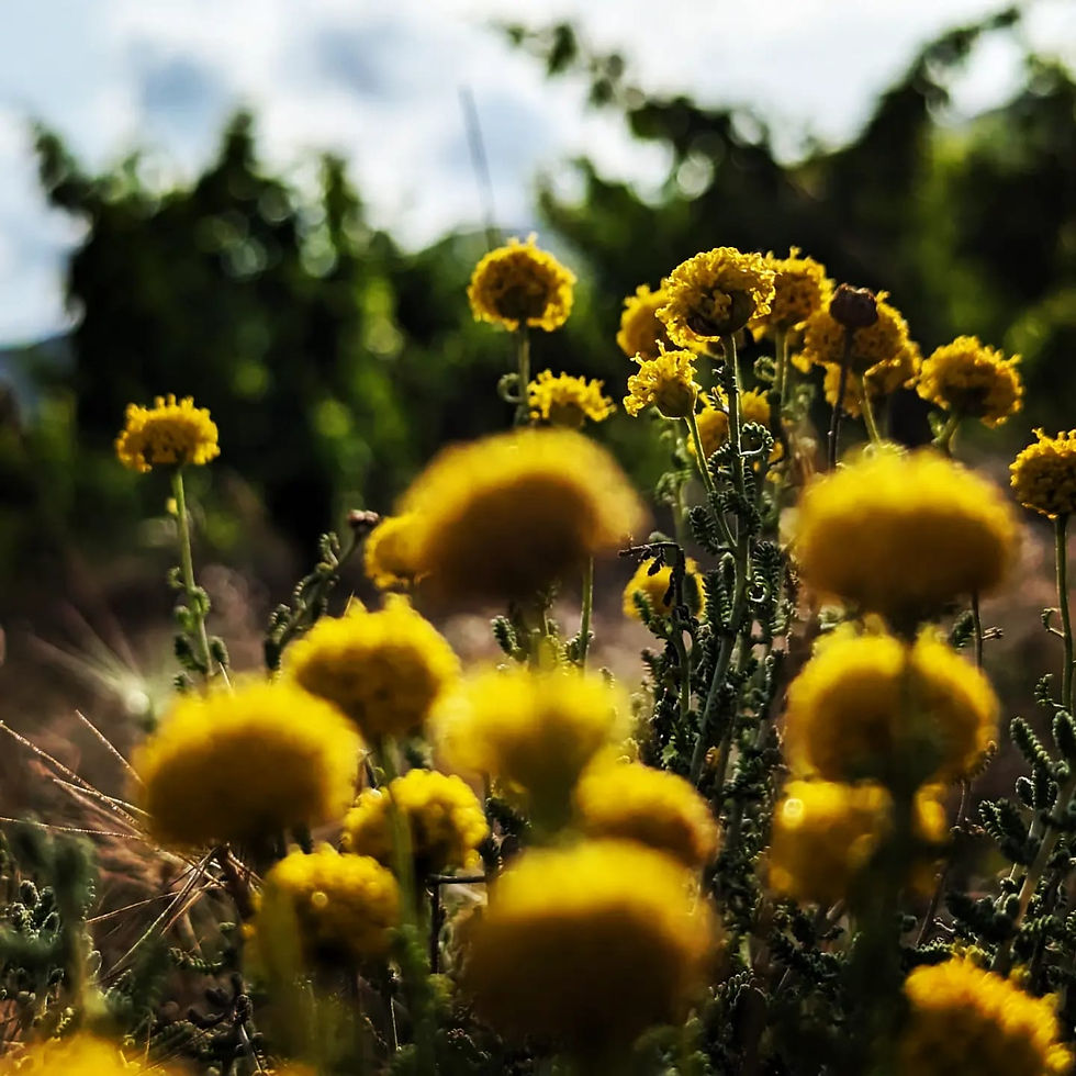 Les plantes de la garrigue des Corbières qui entourent nos vignes: thym, romarin, ciste et leurs secrets