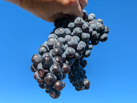 Carignan : Le cépage Légendaire du Languedoc -Guide complet