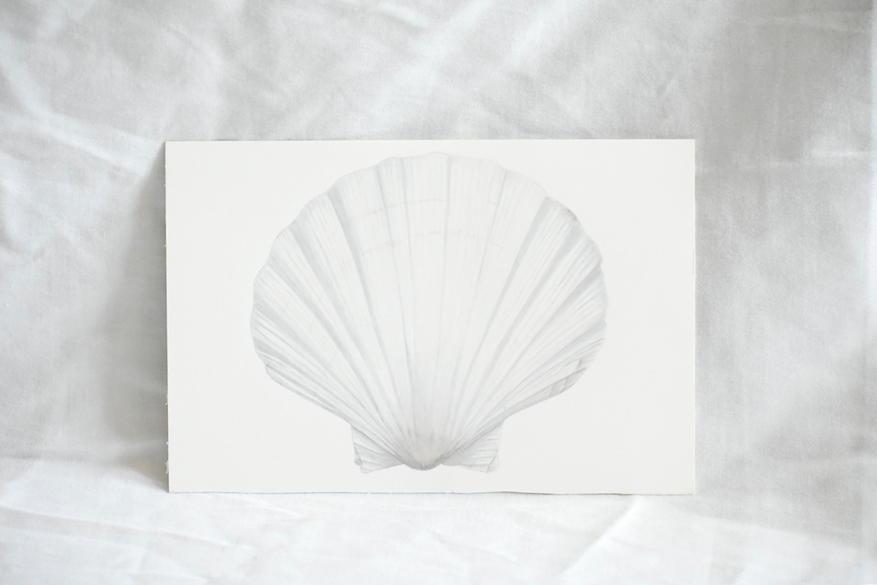 The Shell from the beach - Original Painting