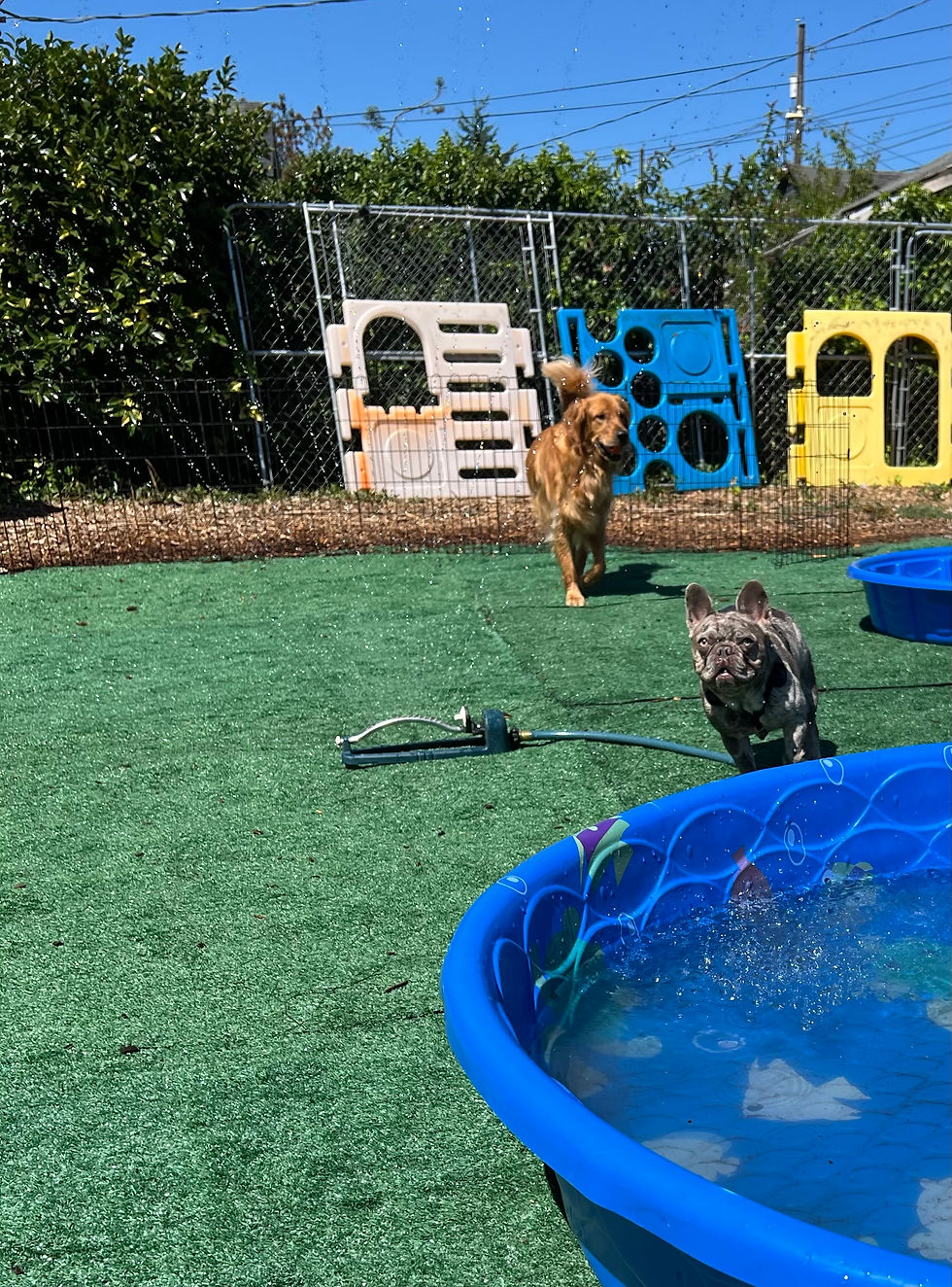 Summer Adventures with Your Pup—Without Losing Your Mind (or Your Dog’s Paw Pads)