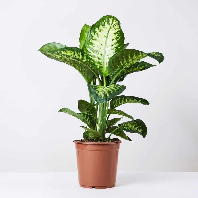 Thumbnail: DIEFFENBACHIA