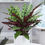 Thumbnail: CALATHEA LANCIFOLIA