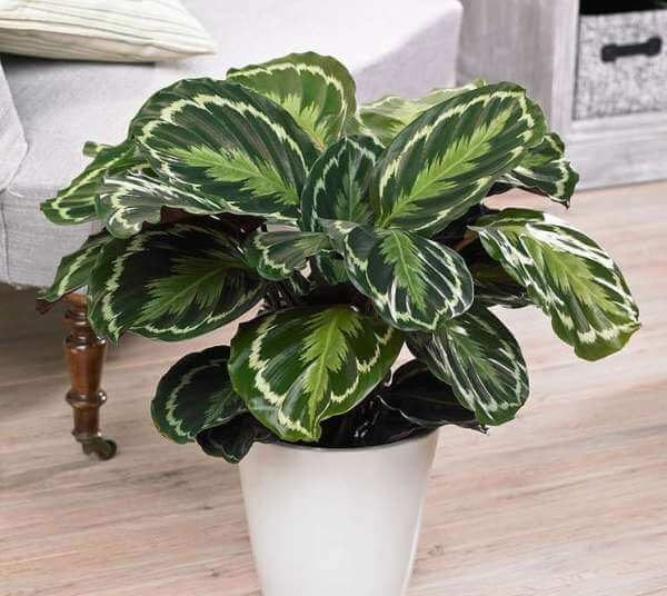 Thumbnail: CALATHEA MEDALLION