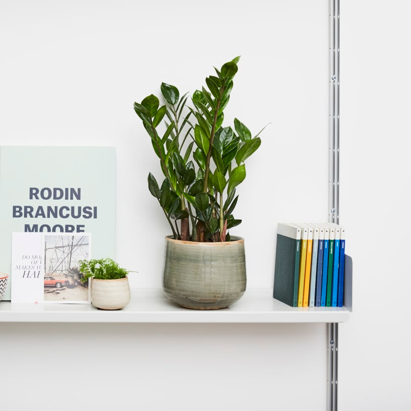 Thumbnail: ZAMIOCULCAS