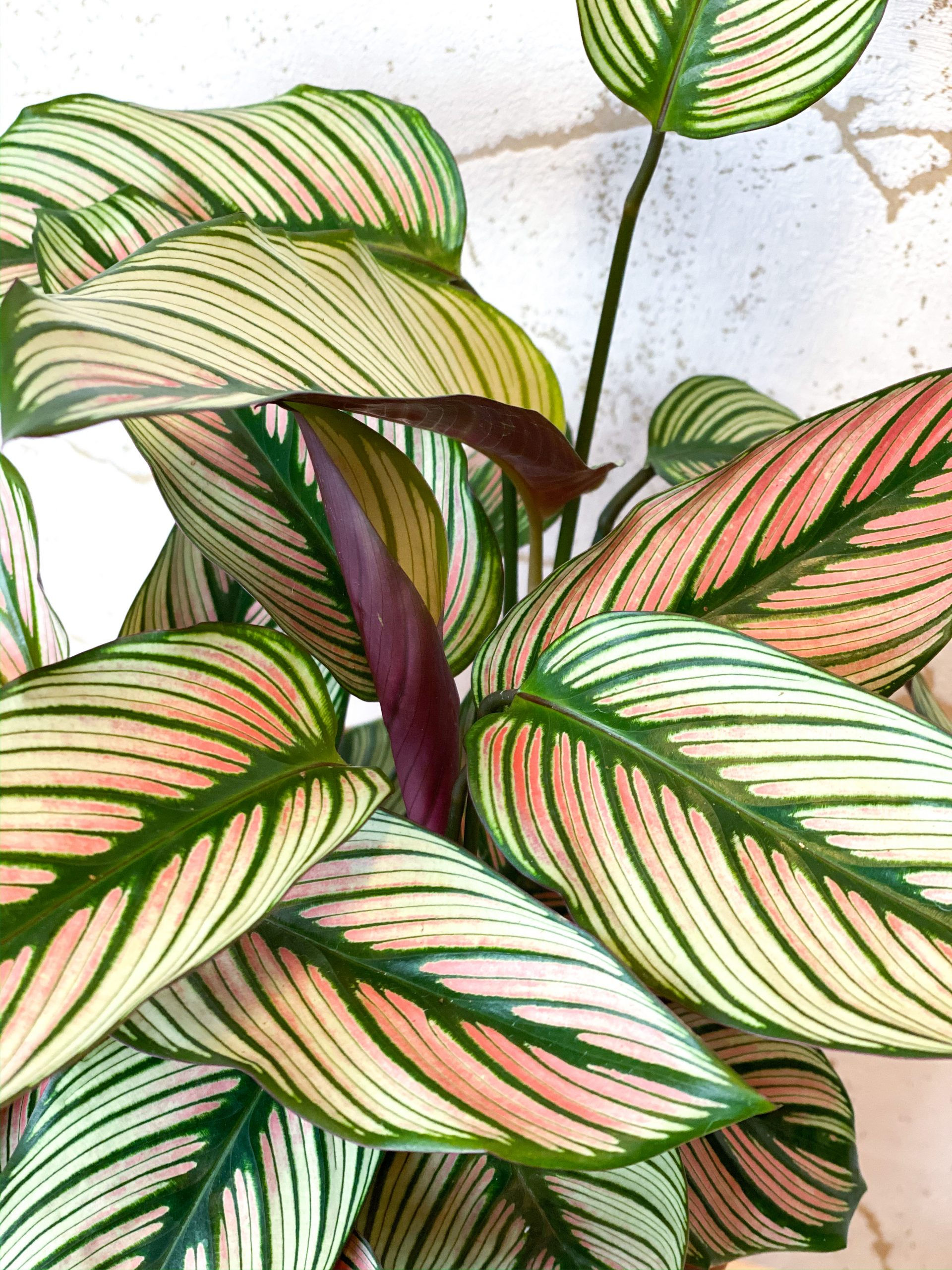 CALATHEA MAJESTICA WHITE STAR