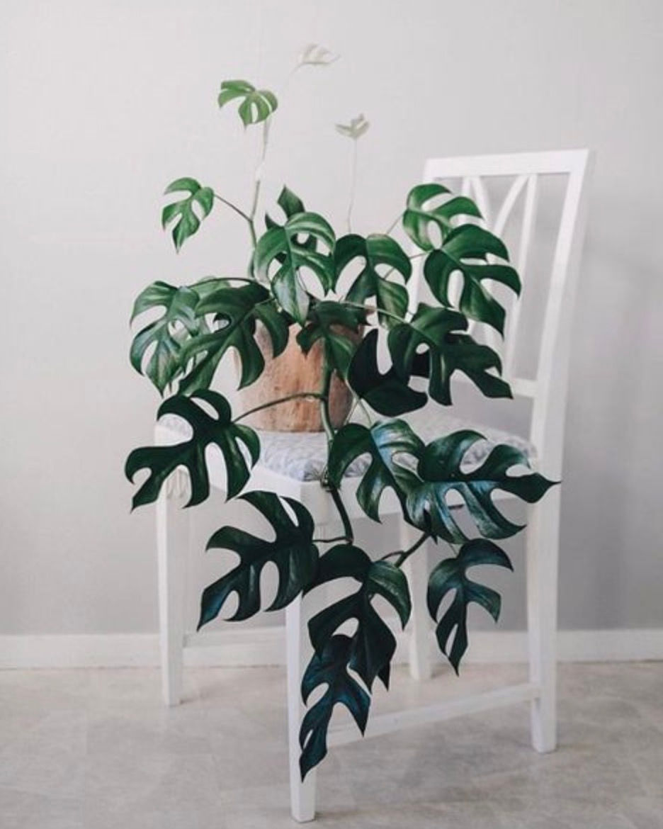 Thumbnail: MONSTERA MINIMA (Rhaphidophora tetrasperma)