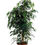 Thumbnail: FICUS BENJAMIN