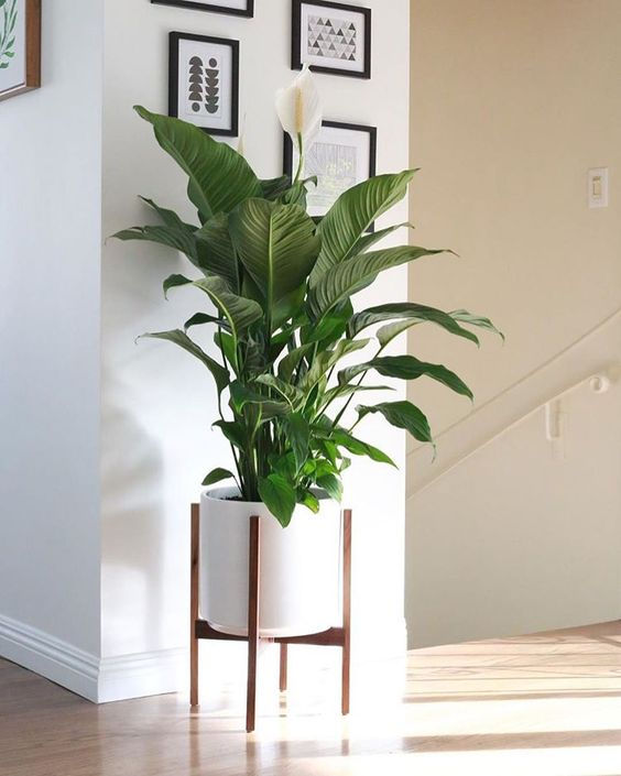 Thumbnail: SPATHIPHYLLUM