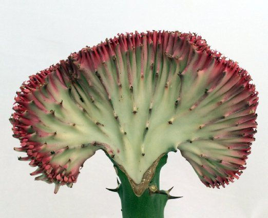Thumbnail: EUPHORBIA LACTEA