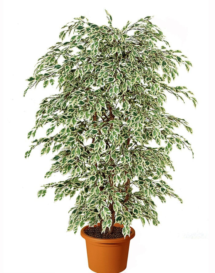 Miniatura: FICUS BENJAMIN