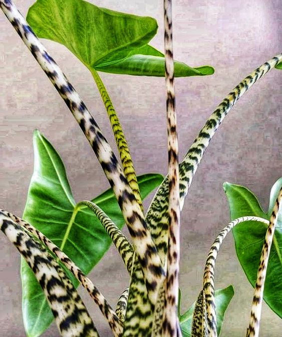 Thumbnail: ALOCASIA ZEBRINA