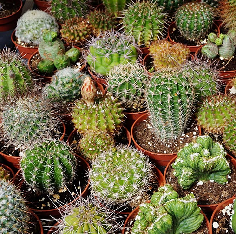 Thumbnail: MIX CACTUS E SUCCULENTE