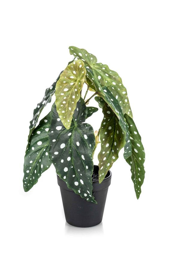 Miniatura: BEGONIA MACULATA