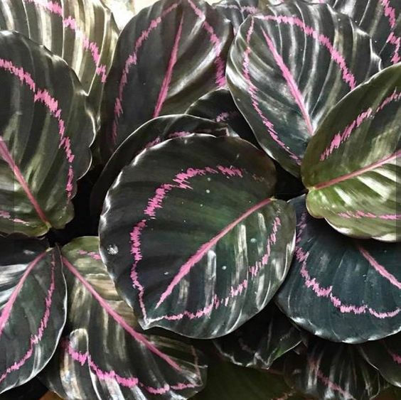Miniatura: CALATHEA ROSEOPICTA DOTTIE