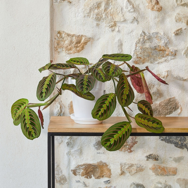 Miniatura: MARANTA LEUCONEURA