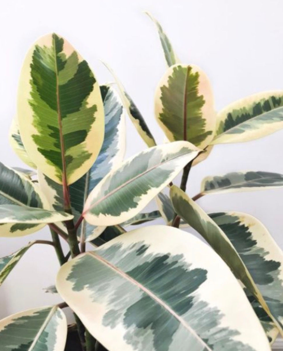Miniatura: Ficus Elastica (Tineke)