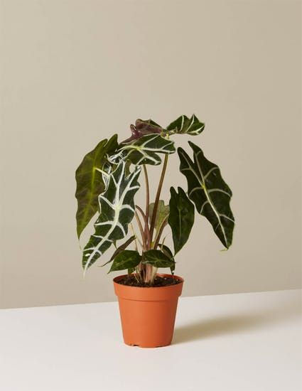 Thumbnail: ALOCASIA SANDERIANA (POLLY)