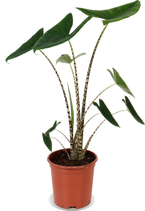Thumbnail: ALOCASIA ZEBRINA