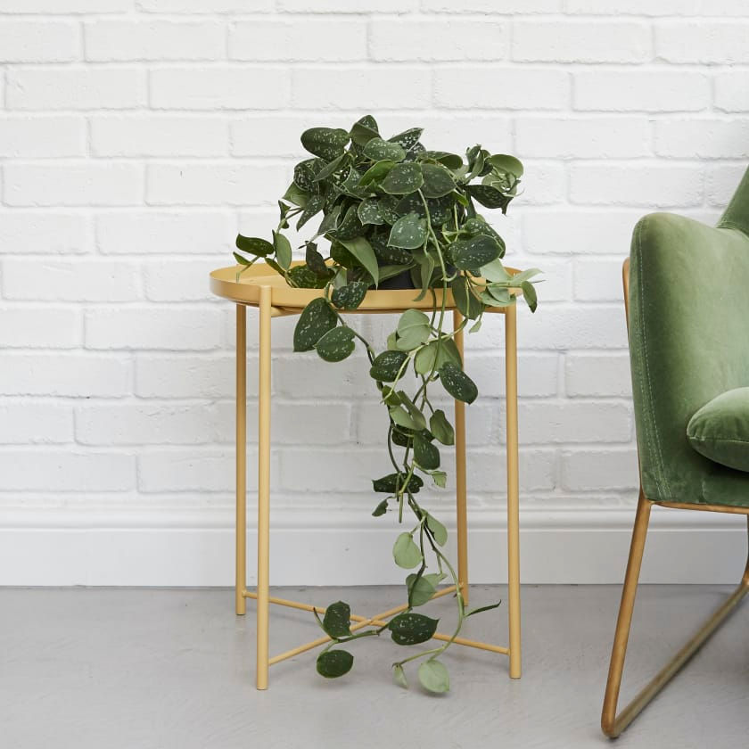 Miniatura: POTHOS