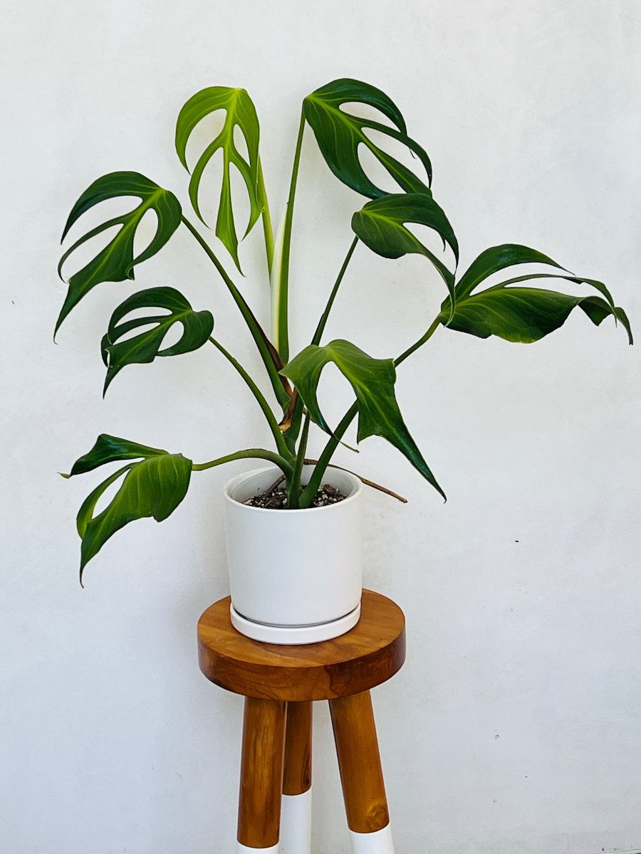 Miniatura: MONSTERA BURLE MARX FLAME