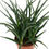 Thumbnail: SANSEVIERIA FERWOOD