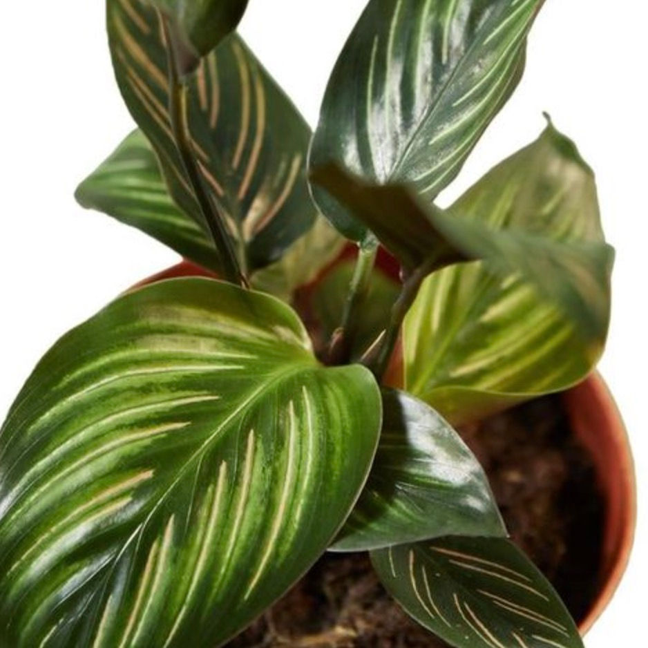 Thumbnail: CALATHEA ORNATA (BEAUTY STAR)