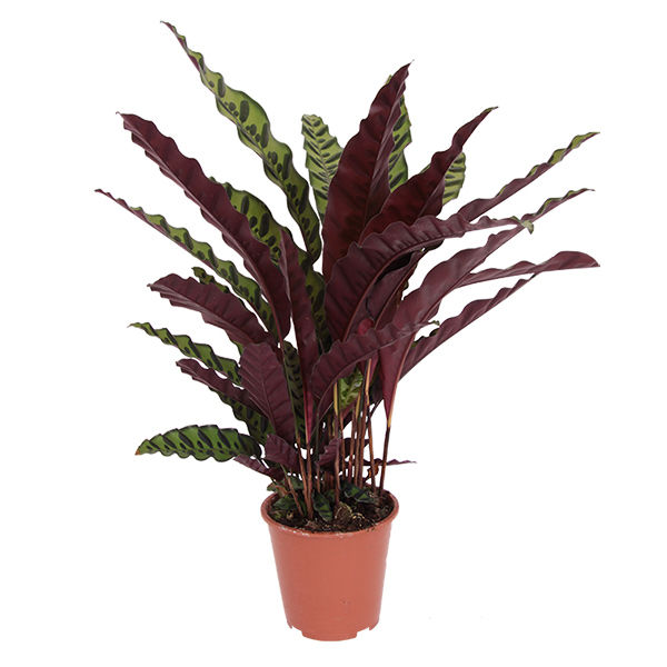 Thumbnail: CALATHEA LANCIFOLIA