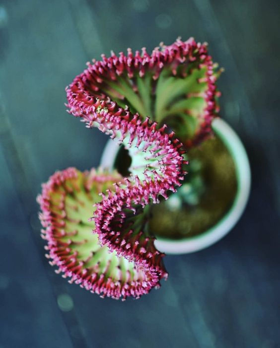 Thumbnail: EUPHORBIA LACTEA
