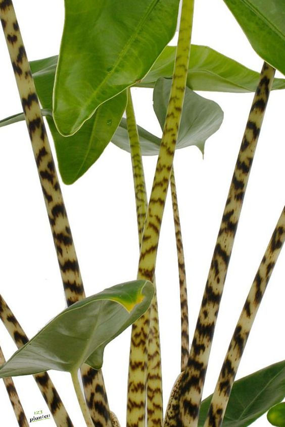 Thumbnail: ALOCASIA ZEBRINA