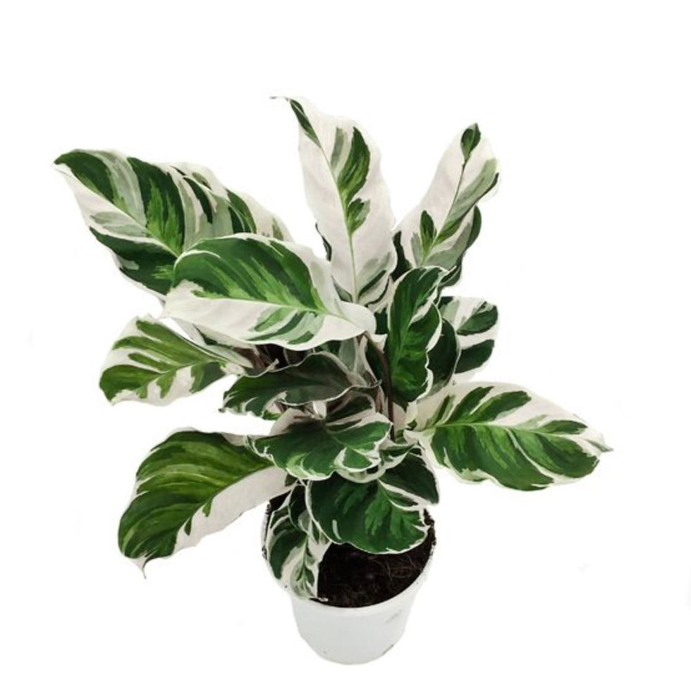 Miniatura: CALATHEA FUSION WHITE