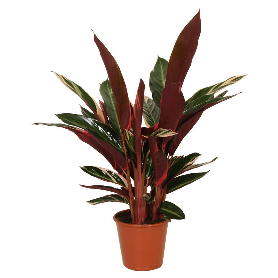 Miniatura: CALATHEA TRIOSTAR (STROMANTHE)