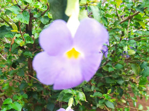 Escapade en forêt à Nosy Komba