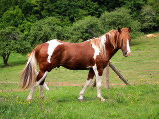 Tobiano Paint Horse walking in green pasture at 4OUR RANCH, Bulgaria