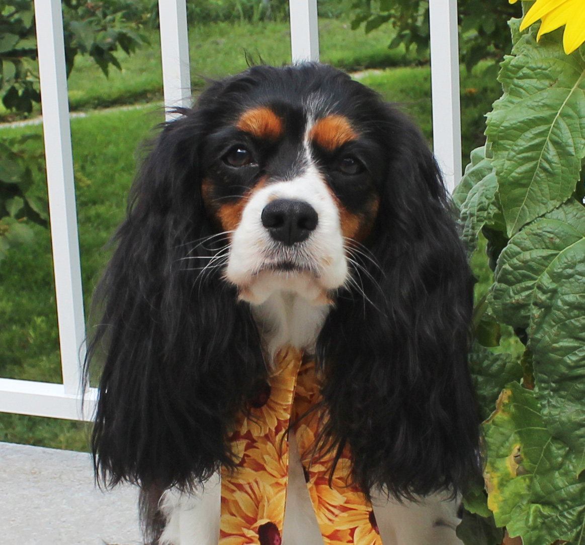CAVALIER Breed History pleasantmeadows