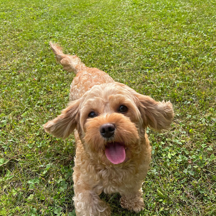 Cavapoo from Pleasant Meadows