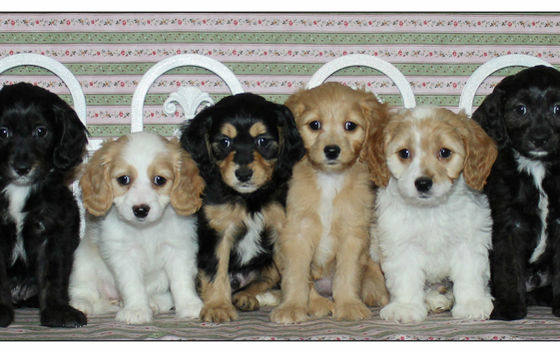 Isabella X Tobi's Puppies February 2016 -- 8 weeks old -- group photo 1.jpg