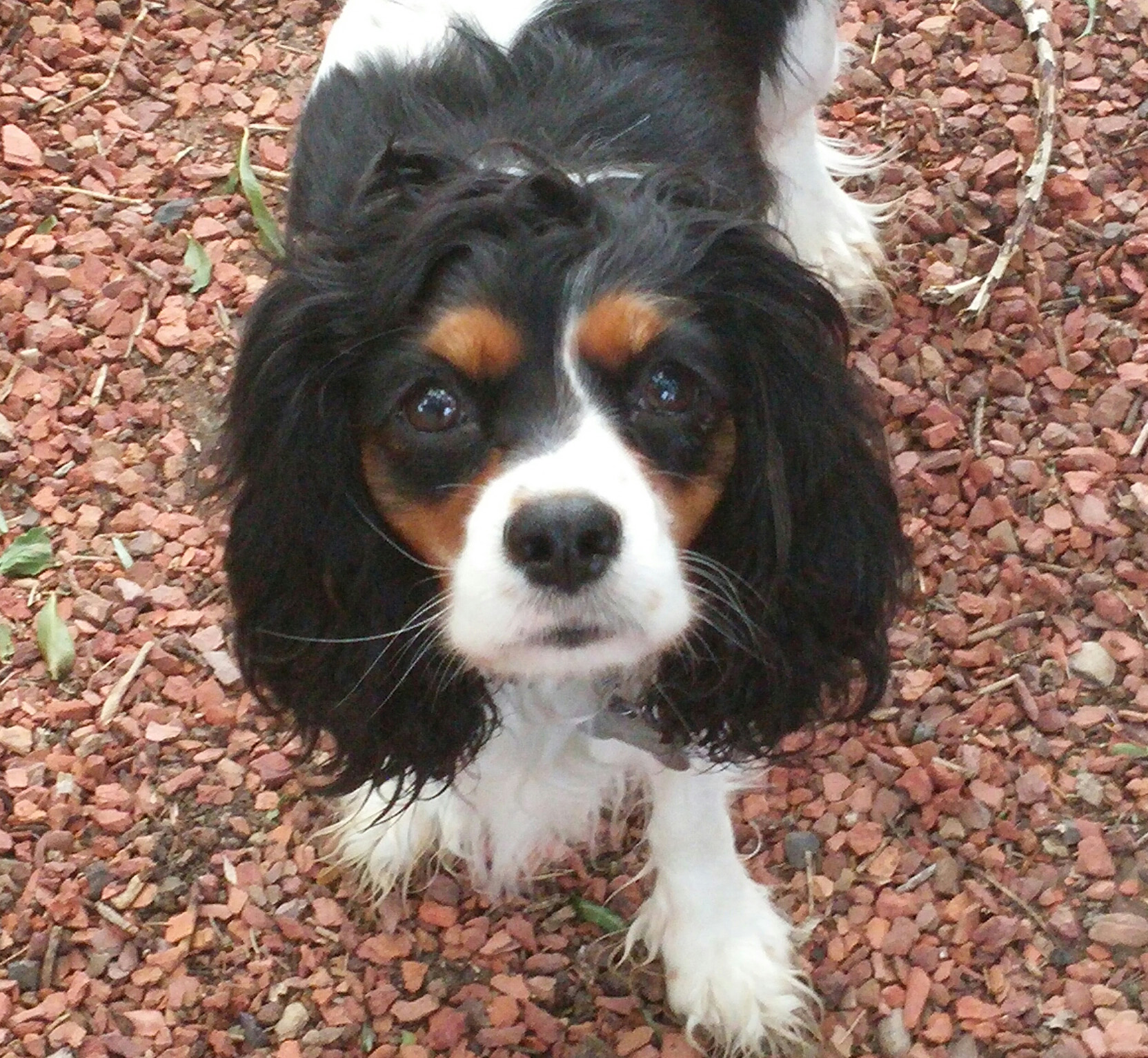 CAVALIER Breed History pleasantmeadows