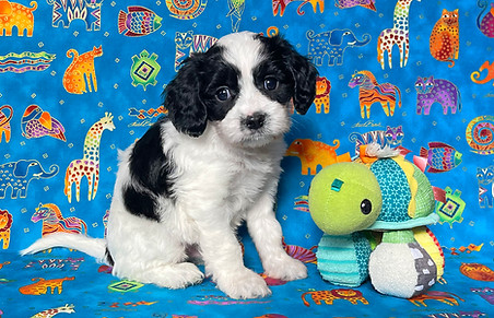 8 Murphy -- 6 weeks old pic 3.jpg