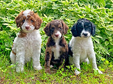 Maewyn and Reuben 2024 Cavapoos -- 8 weeks -2_edited.jpg