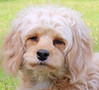 Daphne -- June 2019.jpg