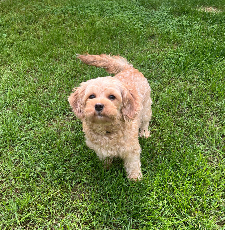 Cavapoo from Pleasant Meadows