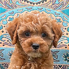 Bugatti -- 8 weeks.jpg
